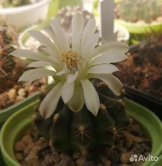 Редкие кактусы уже цветущие