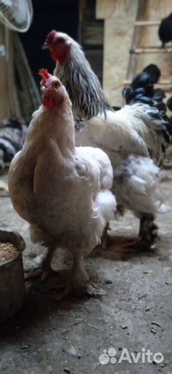 Продаются молодки порода Брама