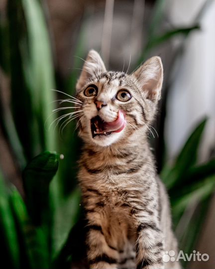 Котенок в добрые руки