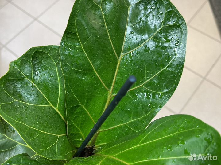 Фикус лирата бамбино Н30
