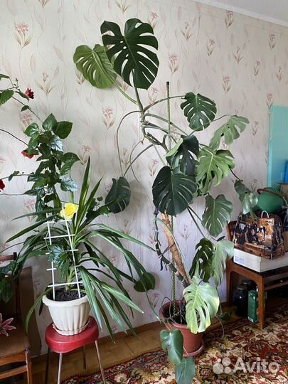 Монстера цветок