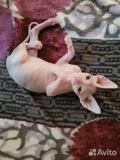 Канадский сфинкс котенок