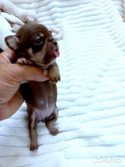 Цветник Чихуахуа