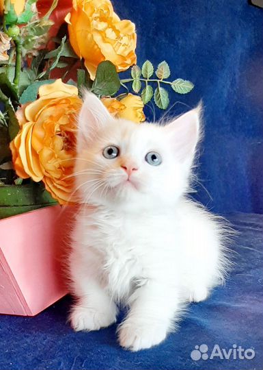 Котята манчкин