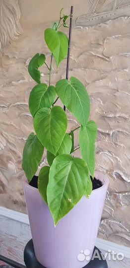 Банан, Маракуйя, Олива, Кофе, Мирт и т.п