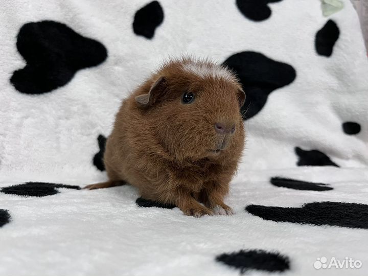 Морская свинка тедди девочка