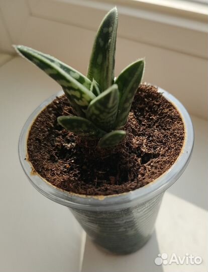 Крассула Хоббит, Алоэ пёстрое суккуленты