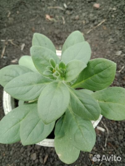 Продаю рассаду клубники, цветов