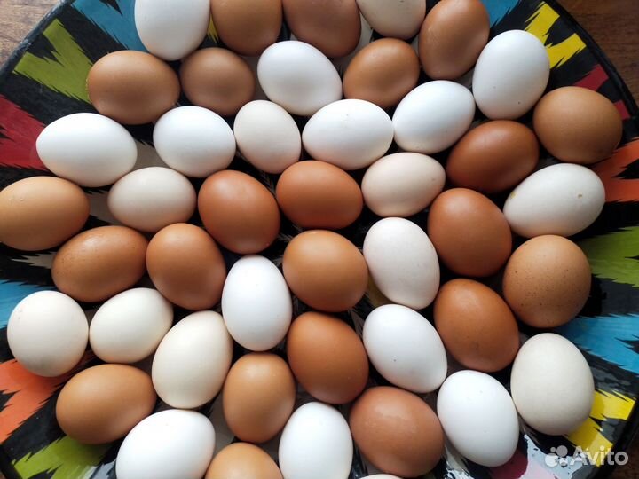 Инкубационные яйца кур несушек