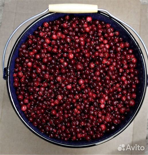 Клюква спелая октябрьского сбора