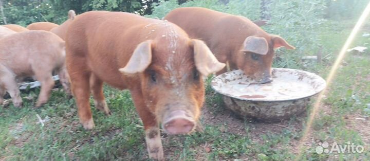 Поросенок ландрас-дюрок