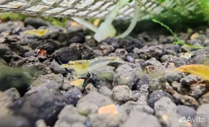 Отбраковка креветок