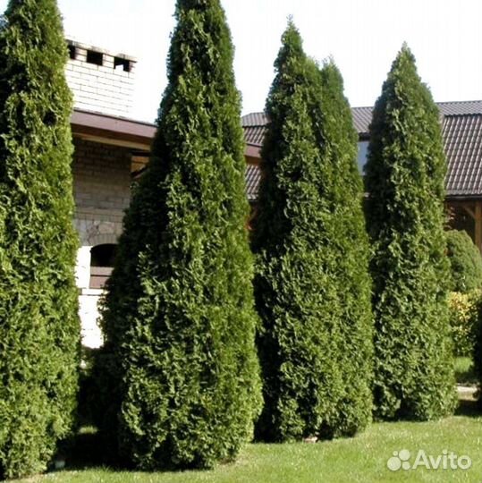 Туя западная Колумна Thuja осс. Columna 140+ см