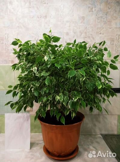 Фикусы Бенджамина