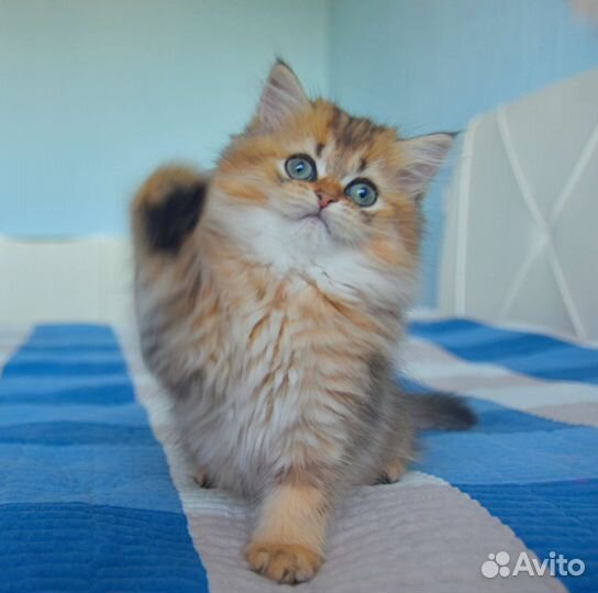 Шотландский котёнок