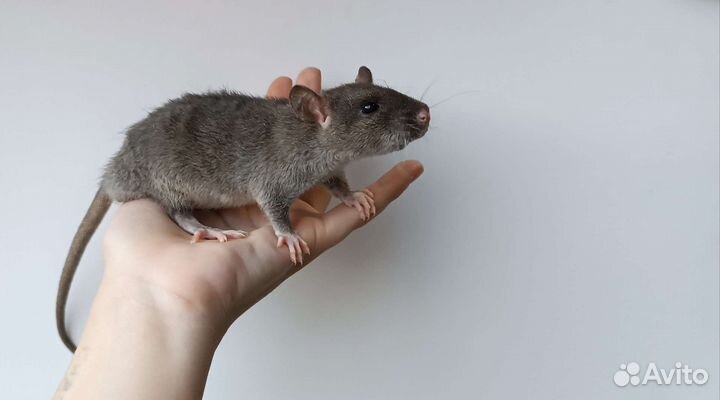 Крысята (Дамбо, хаски, сиамские, рексы)