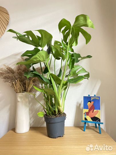 Монстера делициоза большая