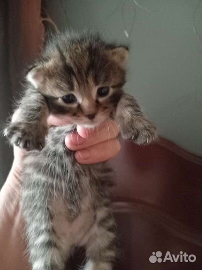 Сибирские котята