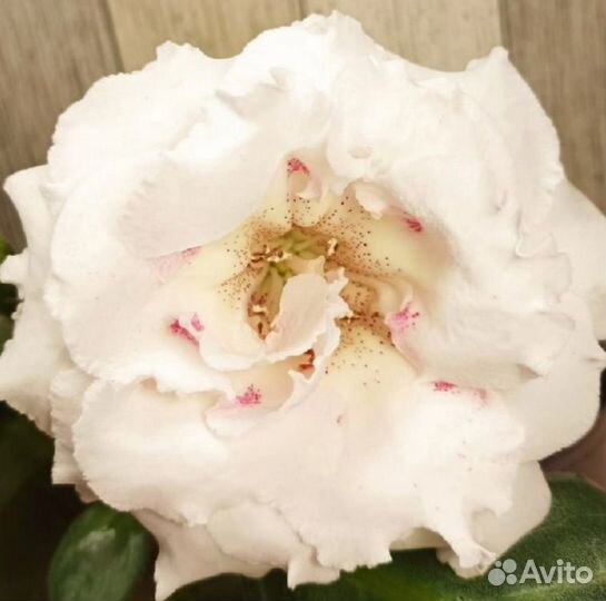 Укорененный лист глоксинии