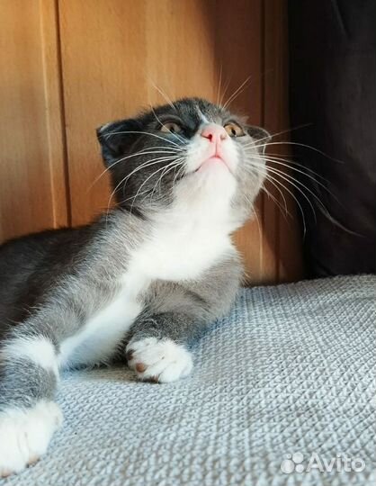 Вислоухий котёнок (девочка)