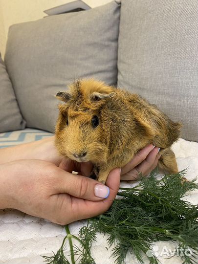 Морская свинка