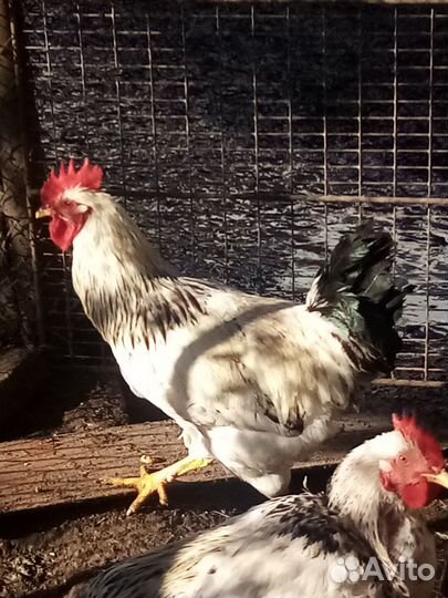 Молодые петухи