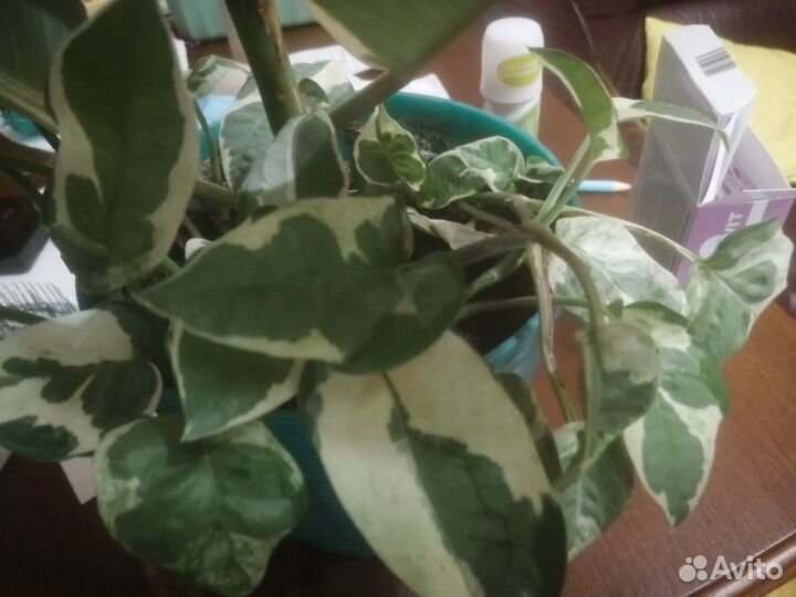 Фикус Эластика