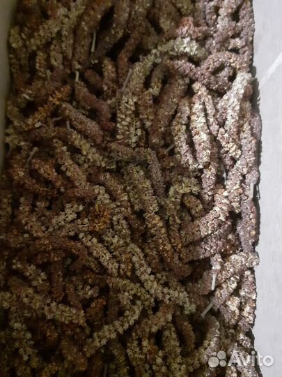 Шишка ольхи