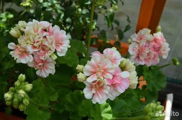 Пеларгония герань Людвигсбургер Флаер