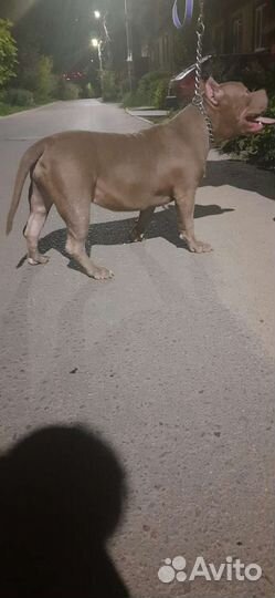 Американский булли