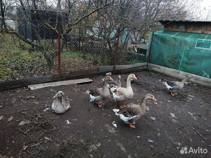 Гуси живые на племя