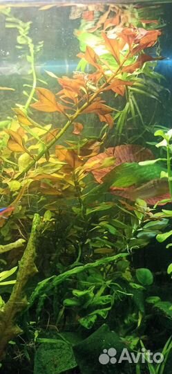 Аквариумные растения и рыбки