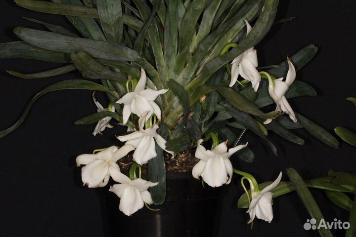 Орхидея. Ангрекум. Angraecum magdalenae