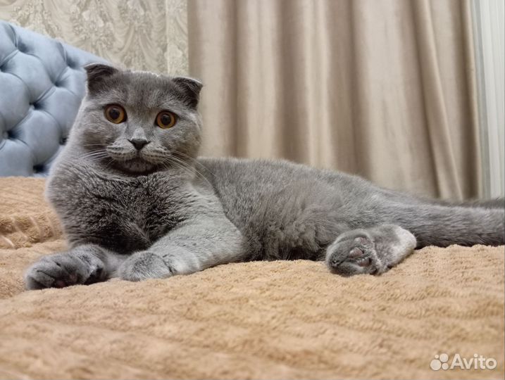 Шотландская вислоухая кот