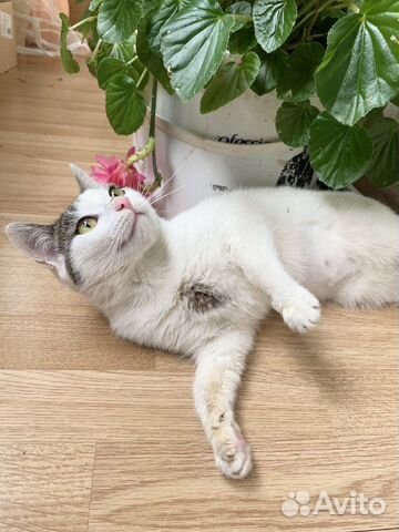 Кошка в добрые руки