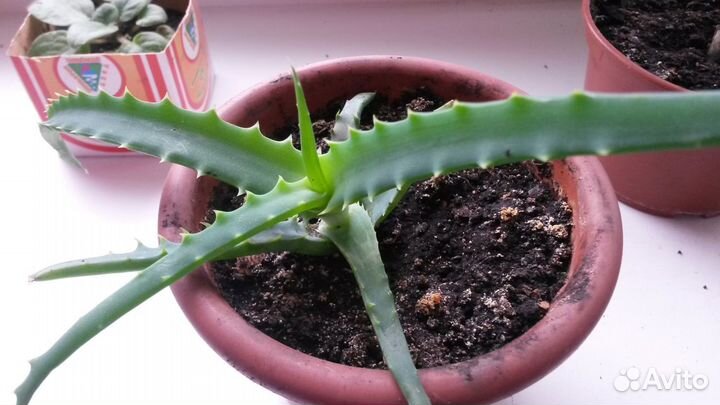 Комнатные растения цветы