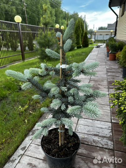 Ель Хупси