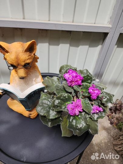 Сортовые фиалки цветущие