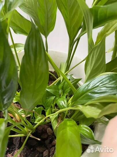 Цветы Спатифиллум Замиокулькас