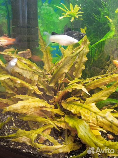 Аквариумные рыбки, Анциструс, растения