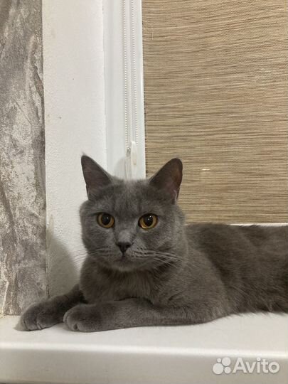 Британская кошка в любящие ручки