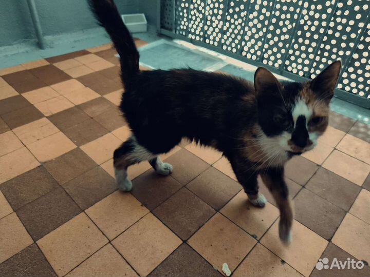 Бездомная кошка Трехцветная кошечка на счастье