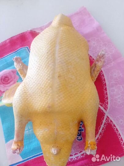 Утка,Мулард, домашняя