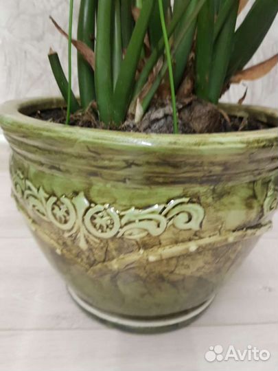 Замиокулькас