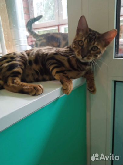 Кошки в добрые руки