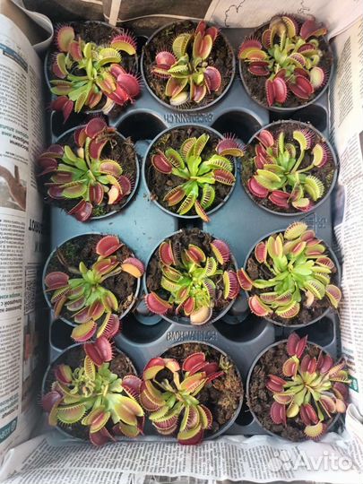 Венерина мухоловка (дионея)