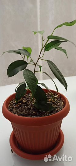 Фикус бенджамина