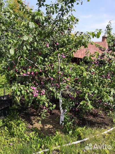 Садовые цветы