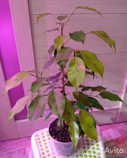 Фикусы разные