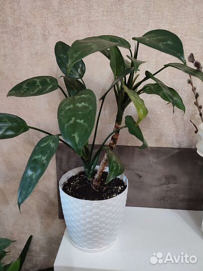 Комнатные цветы фикусы и другие